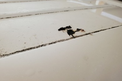 樹液跡に鳥のフン